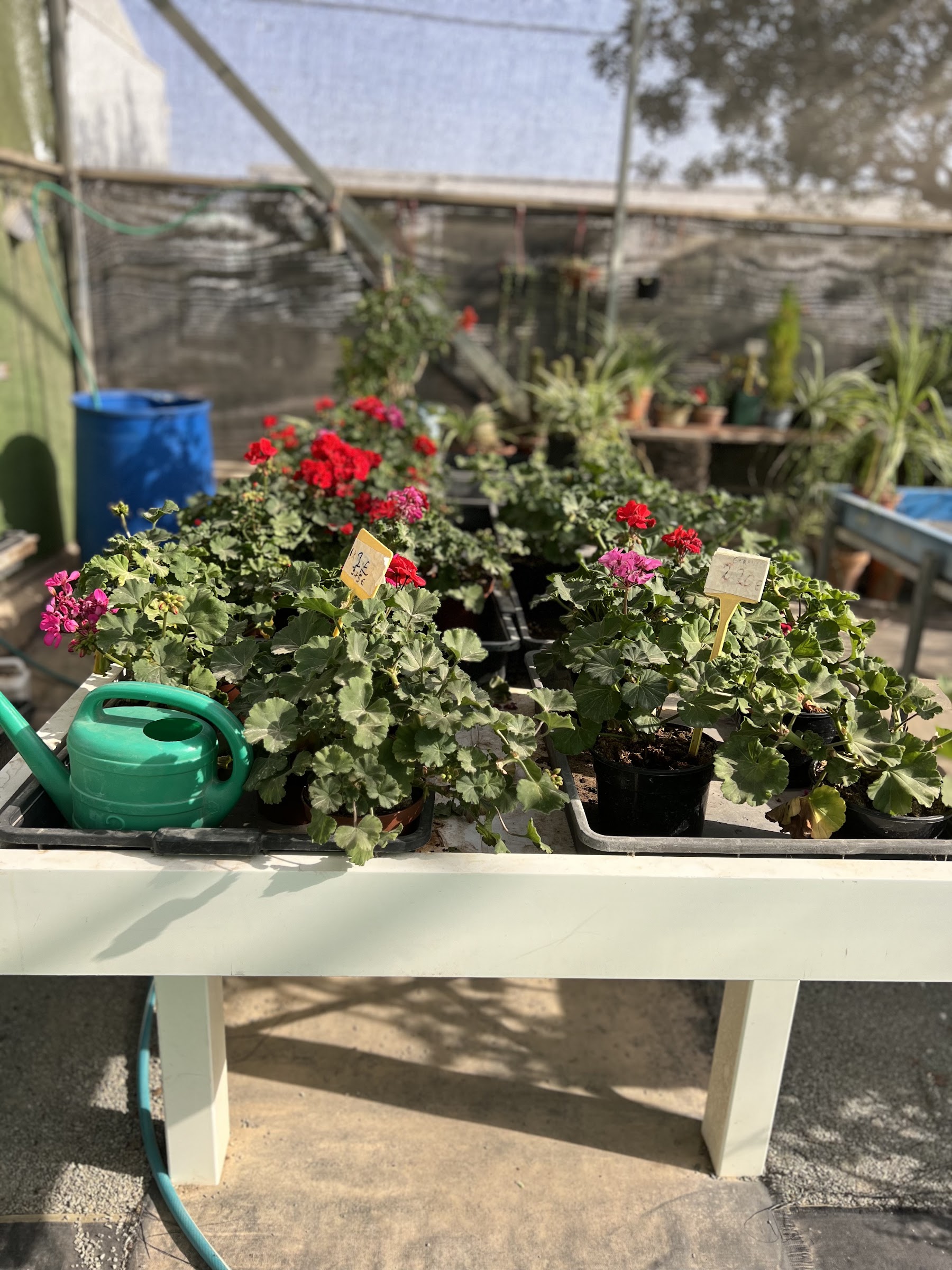 Geranios y flor de temporada en el vivero