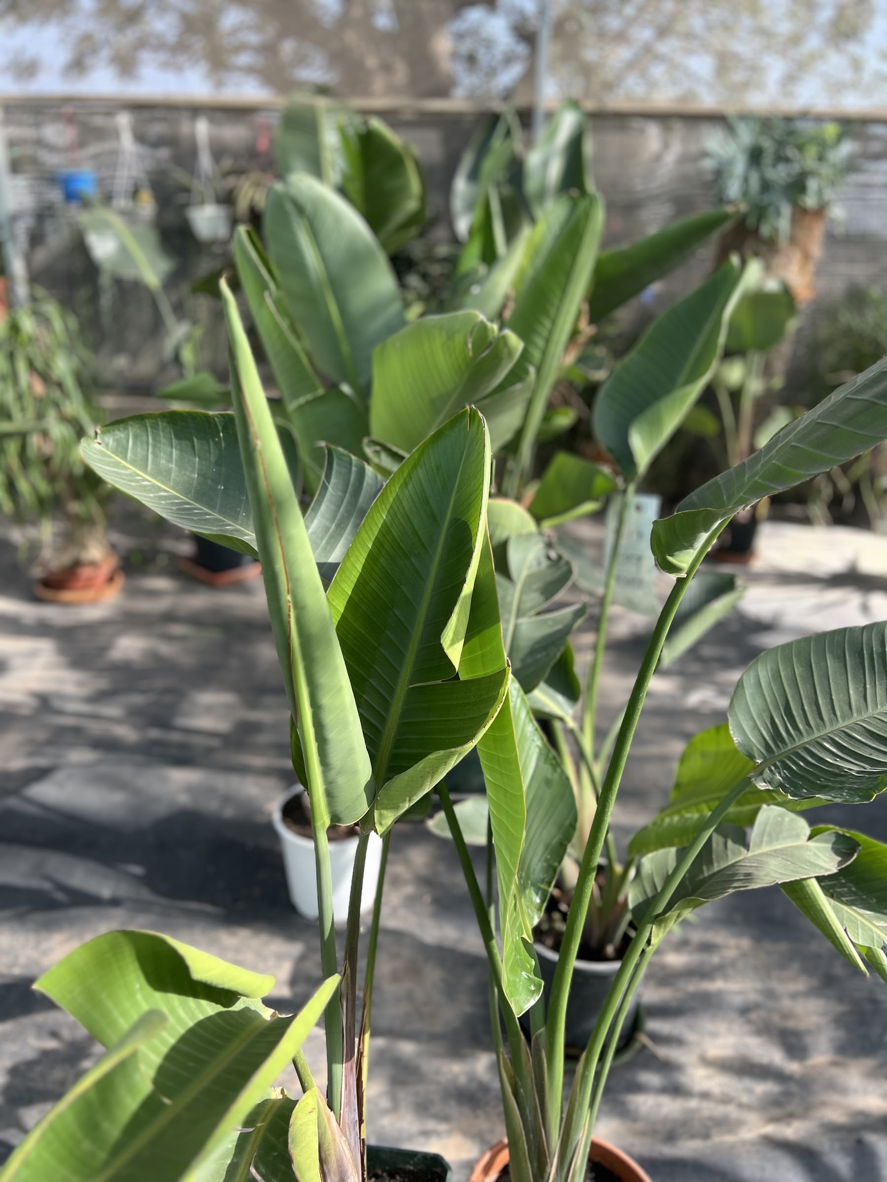 Plantas y follaje del vivero Serrano Garden Centre en Camposol